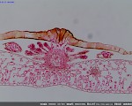 UCMOS系列相机(UCMOS03100KPA)捕获显微镜蕨叶横切切片样张