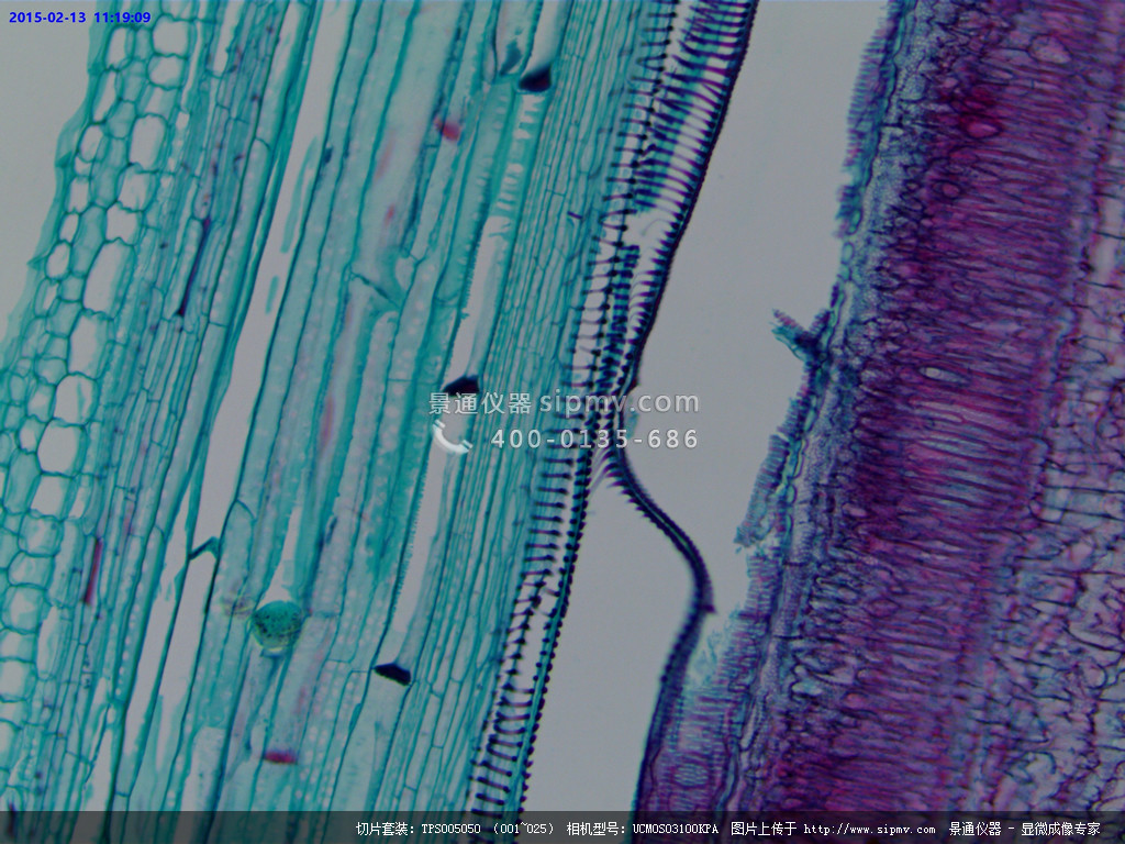 显微镜下的南瓜茎纵切
