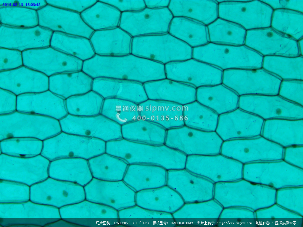显微镜下的洋葱表皮装片