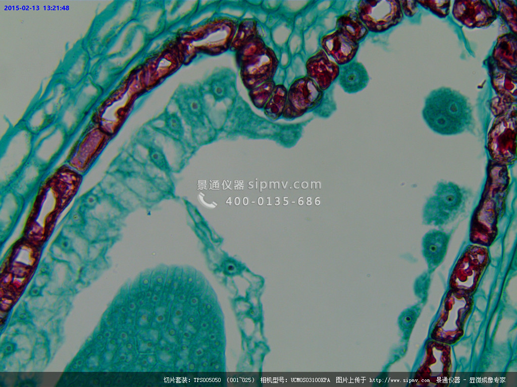 显微镜下的荠菜幼胚切片
