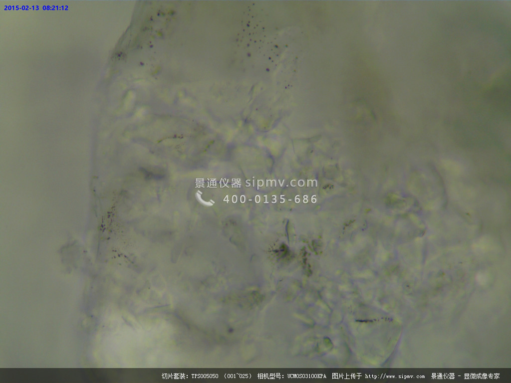 显微镜下的糖晶体装片