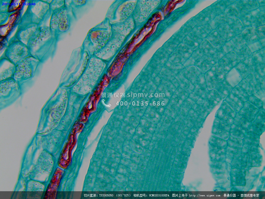 显微镜下的荠菜成熟胚切片