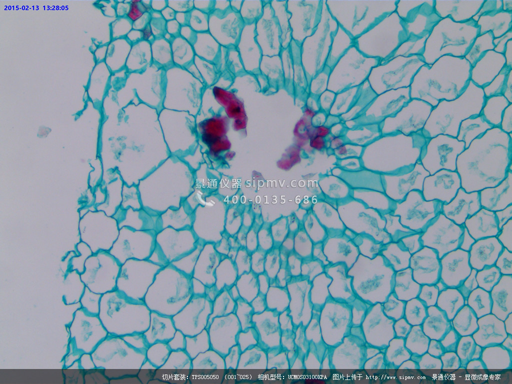 显微镜下的梨石细胞切片