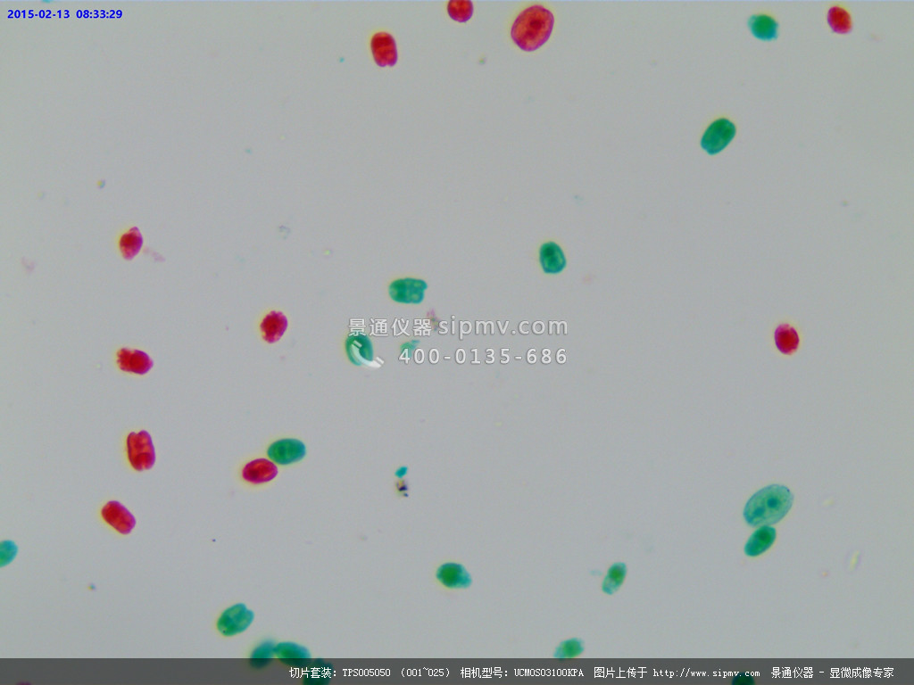 显微镜下的衣藻