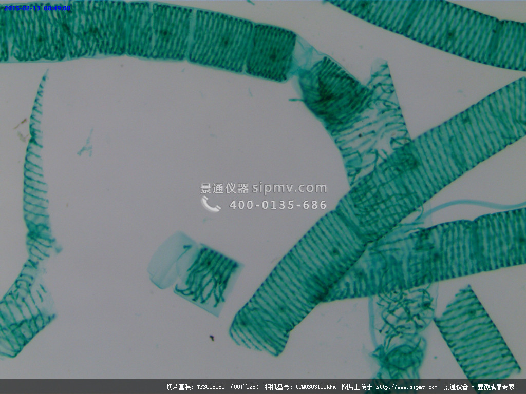 显微镜下的水绵装片