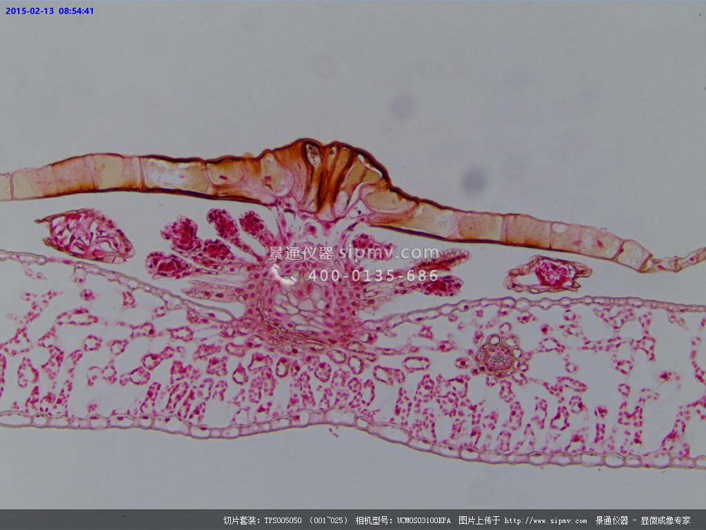显微镜下的蕨叶横切