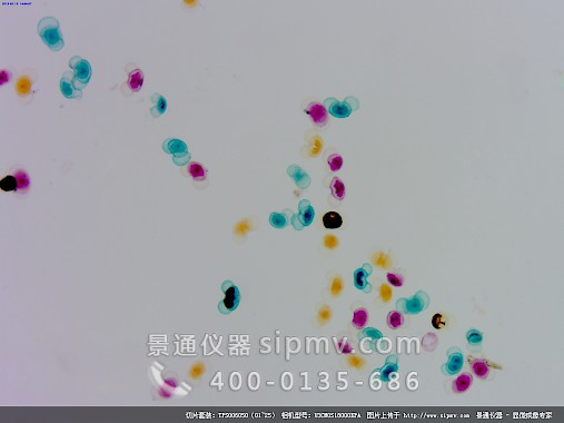 显微镜下的松成熟花粉装片