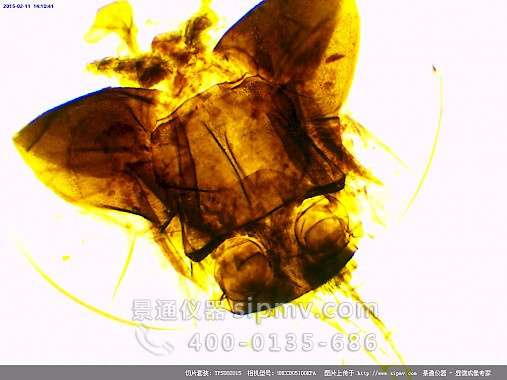 显微镜下的蝴蝶口器装片