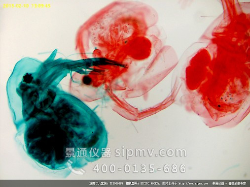 显微镜下的水蚤装片
