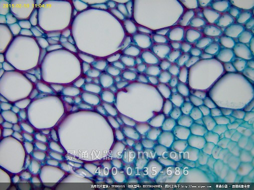 显微镜下的向日葵老茎
