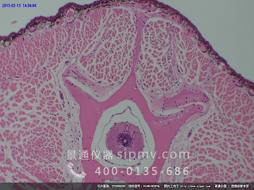 显微镜下的蛙皮肤切片
