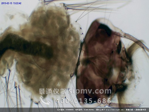 显微镜下的蚊子幼虫装片