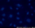 E3CMOS06300KPA捕获的蓝色荧光图像