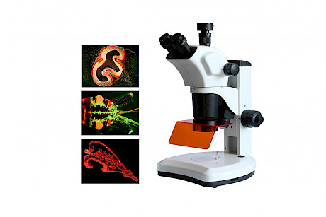 
VMSF-7060A四波段体视荧光显微镜