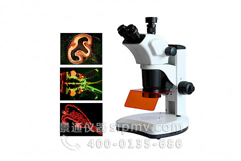 
VMSF-7060A四波段体视荧光显微镜