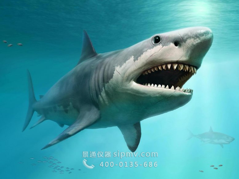 超大型巨齿鲨的体型或被解密