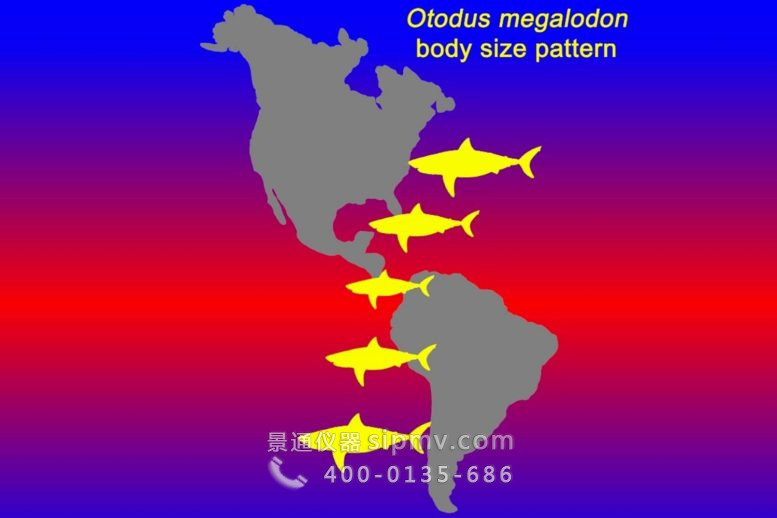 已灭绝巨齿鲨在较冷的环境中比在较温暖的地区长得更大
