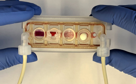 可以为患者定制即插即用的人体器官芯片问世