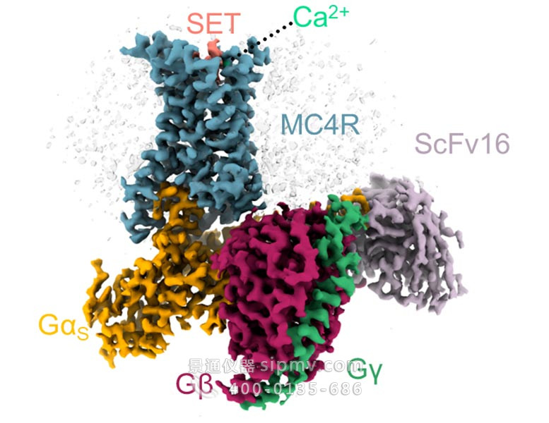 3D 结构 MC4 Receptor Setmelanotide