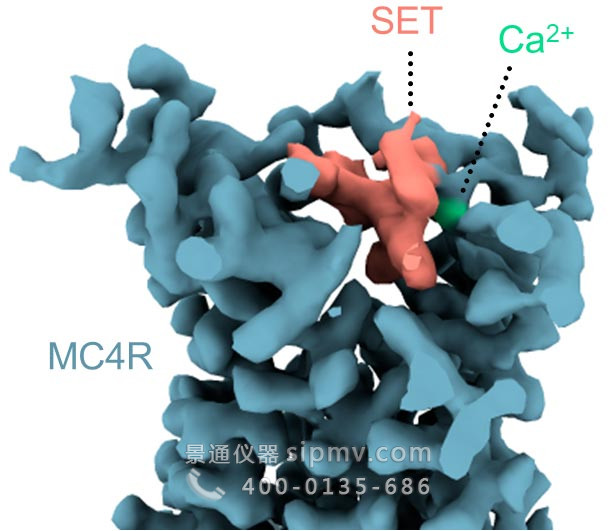 Setmelanotide MC4 受体的 3D 结构