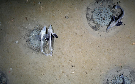 研究人员在南极洲发现6000万个活跃巢穴的大型冰鱼繁殖群