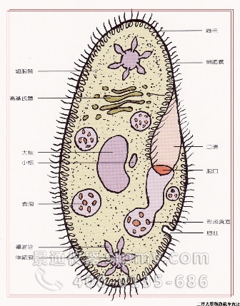 使用生物显微镜观察草履虫