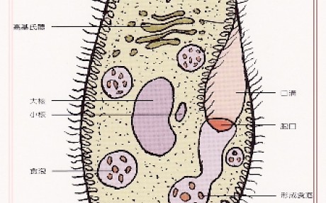使用生物显微镜观察草履虫