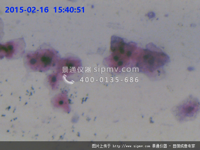 上皮细胞装片