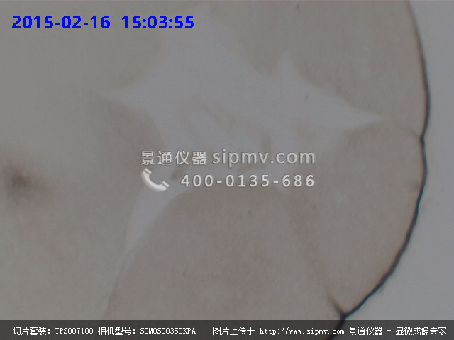 蛙卵裂期显微图片