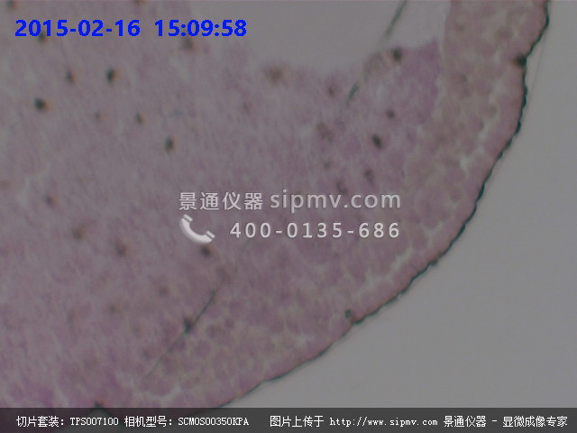 蛙晚期原肠胚切片显微图片