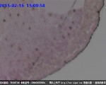 蛙晚期原肠胚切片显微图片