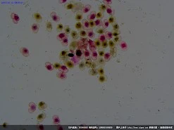 松成熟花粉装片