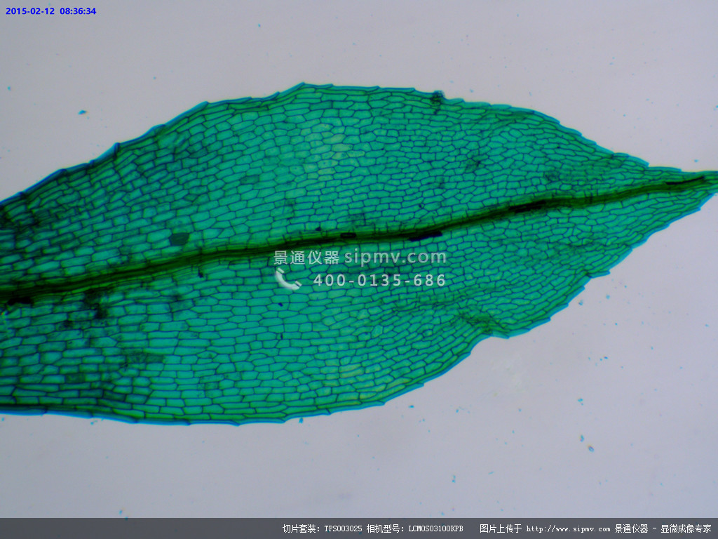 滨水草叶细胞装片