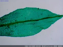 滨水草叶细胞装片