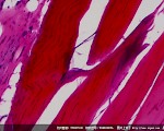 WCAM系列WCAM1080PA实拍纤维结缔组织切片显微图片