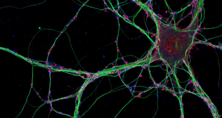 slider-microscopy-03.jpg