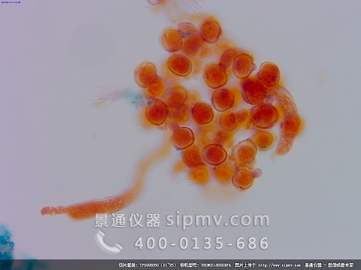 显微镜下的花粉萌发装片