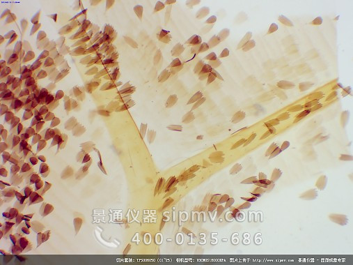 显微镜下的蝴蝶翅膀装片