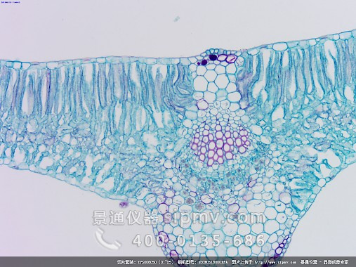 显微镜下的棉花叶横切