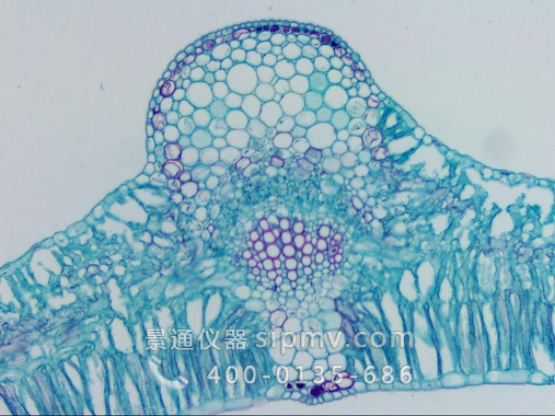显微镜下的棉花叶横切