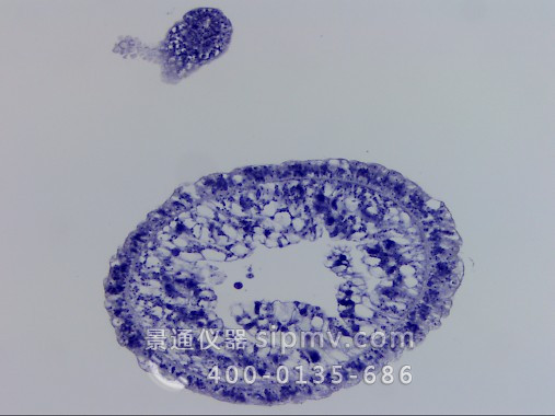 显微镜下的水螅横切