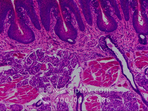 显微镜下的兔味蕾切片