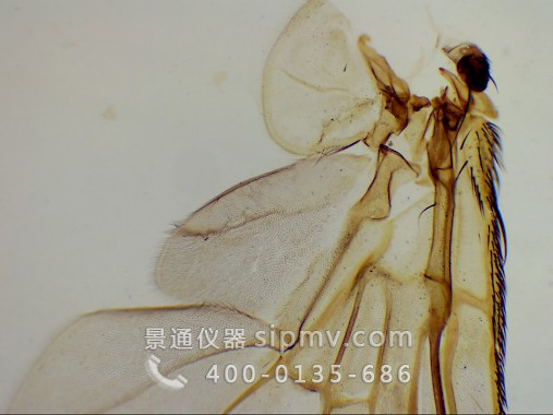显微镜下的苍蝇翅膀装片