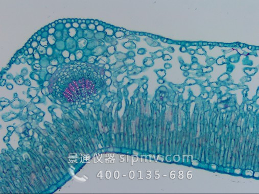显微镜下的迎春叶横切