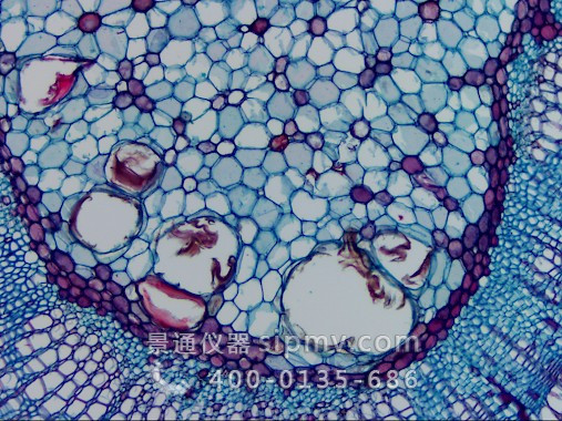 显微镜下的椴树茎