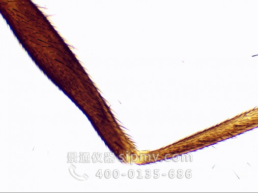 显微镜下的苍蝇足装片