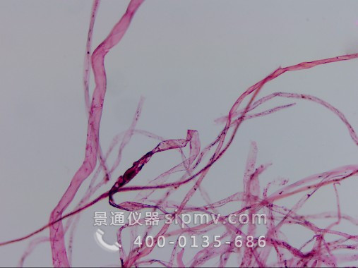 显微镜下的棉花纤维