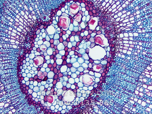 显微镜下的软木切片