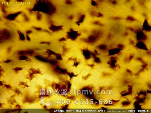 显微镜下的蛙上皮细胞