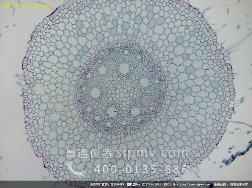 显微镜下的玉米根切片